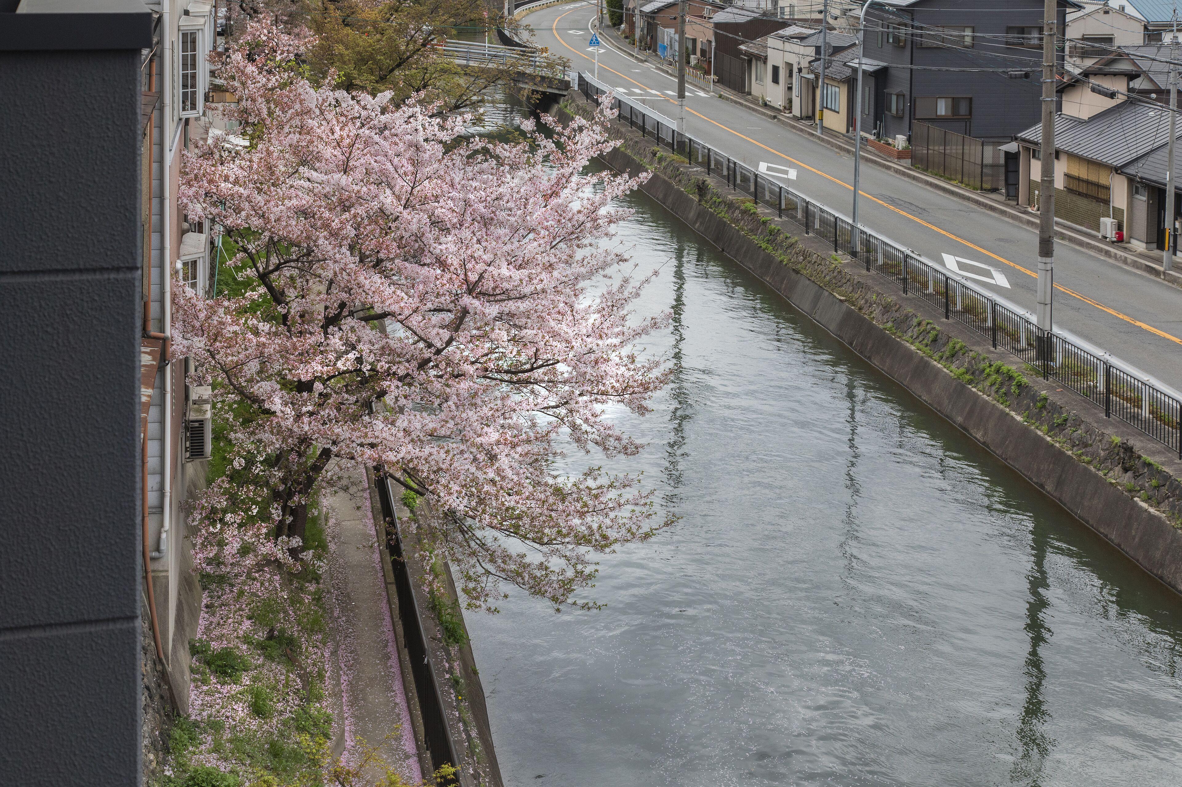 Tofukuji Riverside, Kyoto